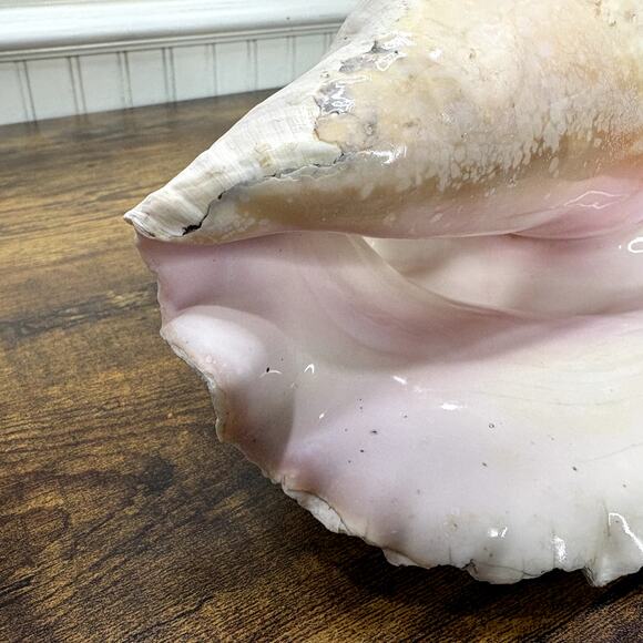 Natural Queen Horned Conch Shell 8.5" GORGEOUS COLORS Peach Glossy Pink Inside - Picture 7 of 9
